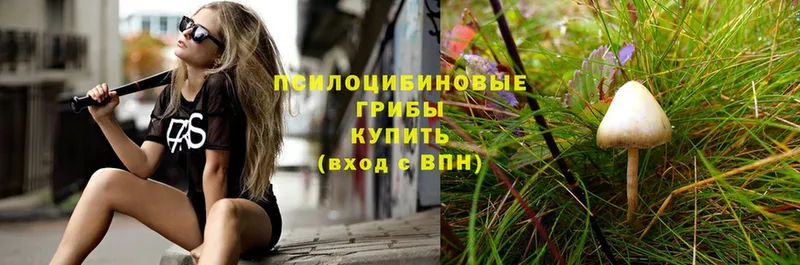 Галлюциногенные грибы Psilocybe  Воркута 